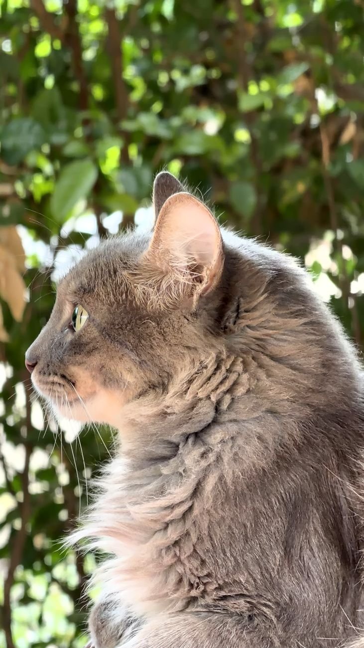 Uno de los gatos de Jenn en el jardín